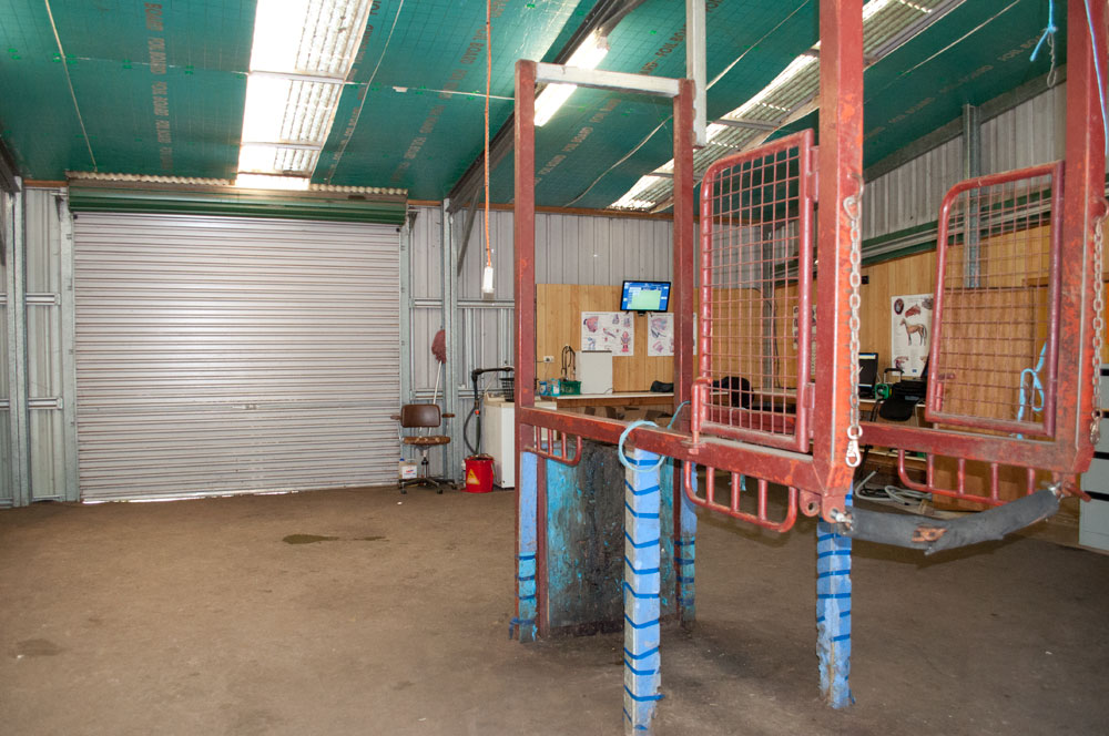 Equine Clinic
