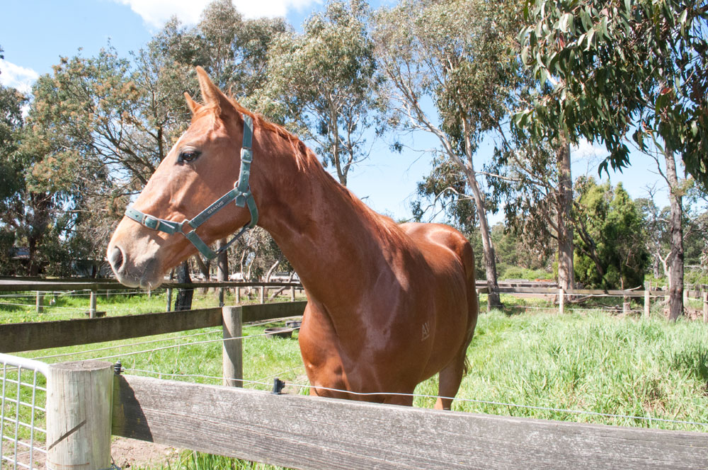 Equine Care